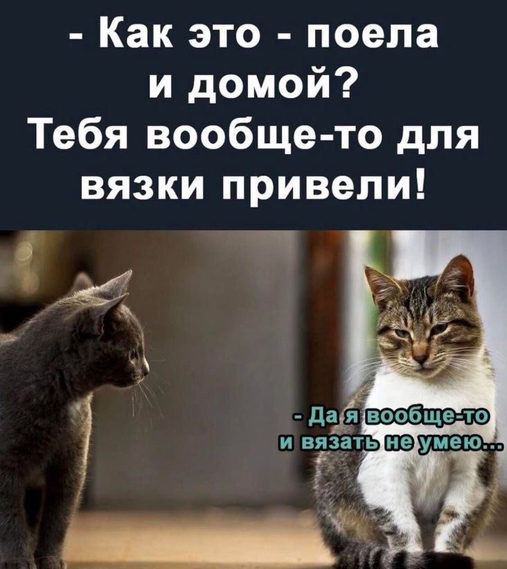 Как это поела и домой Тебя вообще то для вязки привели _ ч Ч