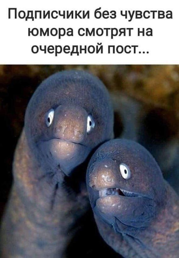 Подписчики без чувства юмора смотрят на очередной пост