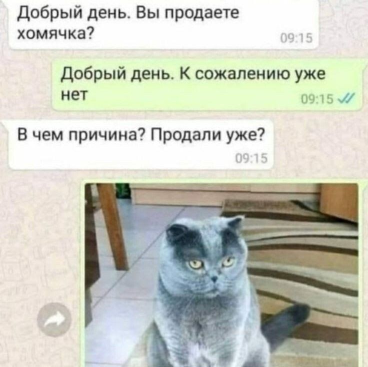 Добрый день Вы продаете хомячка Добрый день К сожалению уже нет 0915 и В чем причина Продали уже