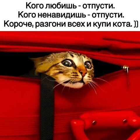 Кого любишь отпусти Кого ненавидишь отпусти Короче разгони всех и купи кота