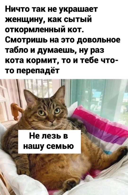 Ничто так не украшает женщину как сытый откормпенный кот Смотришь на это довольное табло и думаешь ну раз кота кормит то и тебе что то перепадёт