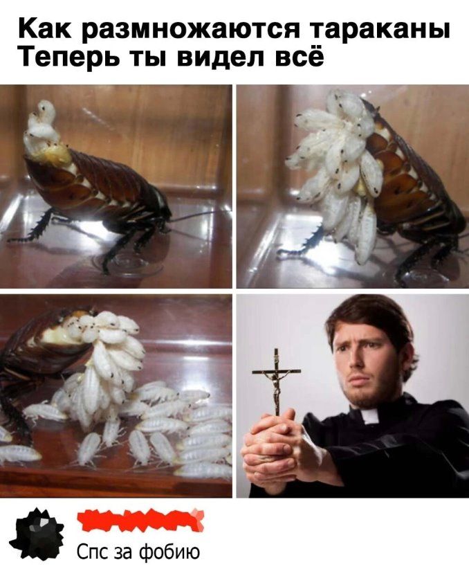 Как размножаются тараканы теперь ты видел всё