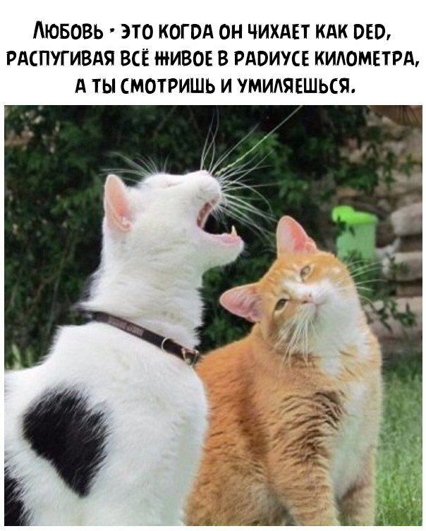 ЛЮБОВЬ ЭТО КОГВА ОН ЧИХАЕТ КАК ОБО РАСПУГИВАЯ ВСЁ ИВОЕ В РАОИУСЕ КИАОМЕТРА А ТЫ СМОТРИШЬ И УМИАЯЕШЬСЯ