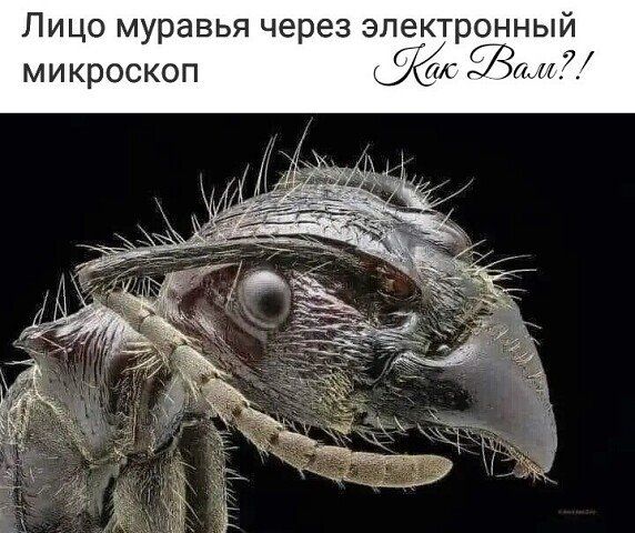Лицо муравья через электронный микроскоп А Та