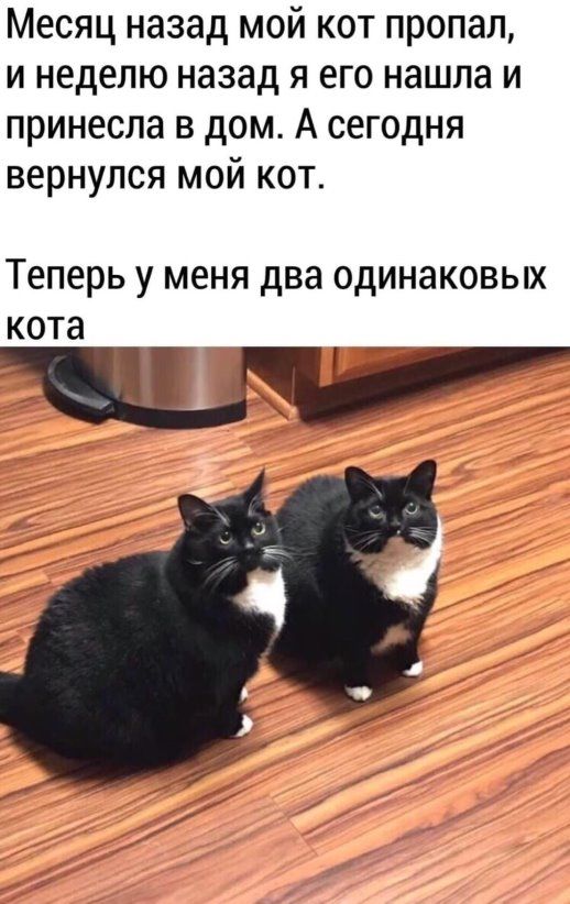 Месяц назад мой кот пропал и неделю назад я его нашла и принесла в дом А сегодня вернулся мой кот Теперь У МЕНЯ два ОДИНЭКОВЫХ кота