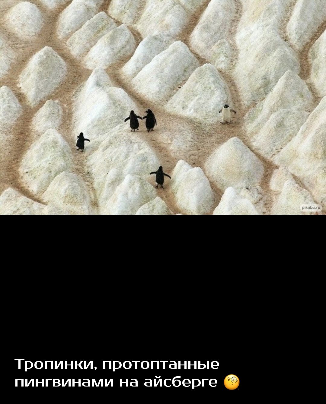 Тропинки протоптанные пингвинами на айсберге
