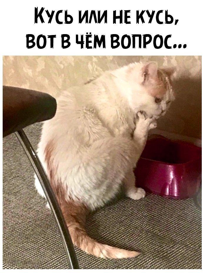 Кусь ИАИ НЕ кусь вот в чём вопрос