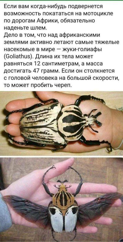 Если вам когда нибудь подвернется возможность покататься на мотоцикле по дорогам Африки обязательно наденьте шлем Дело в том что над африканскими землями активно летают самые тяжелые насекомые в мире жуки гопиафы Счдоііапшз Длина их тела может равняться 12 сантиметрам а масса достигать 47 грамм Если он столкнется с головой человека на большой скорости то может пробить череп