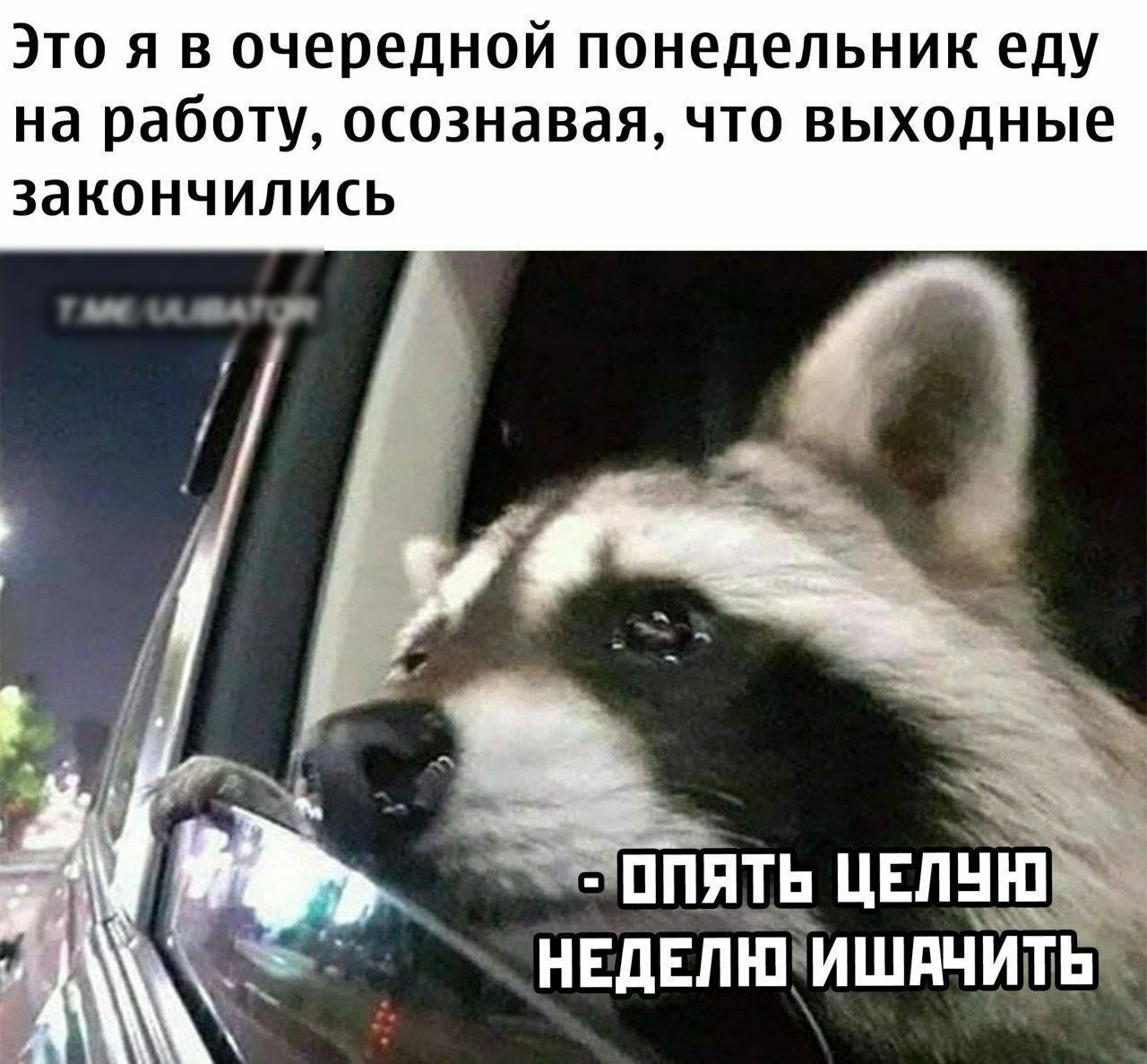Это я в очередной понедельник еду на работу осознавая что выходные закончились ппять ЦЕЛЫ НЕДЕЛЮИШАЧИТЬ