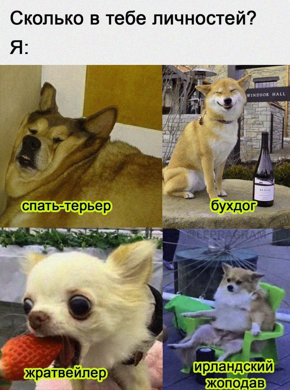 Сколько в тебе личностей спать терьер ап ак та __ _