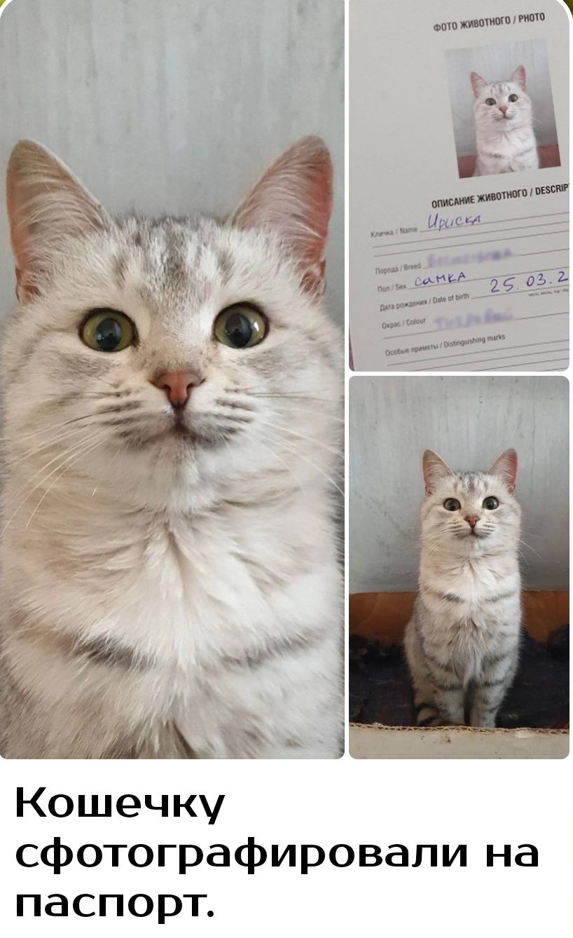 Кошечку сфотографировали на паспорт