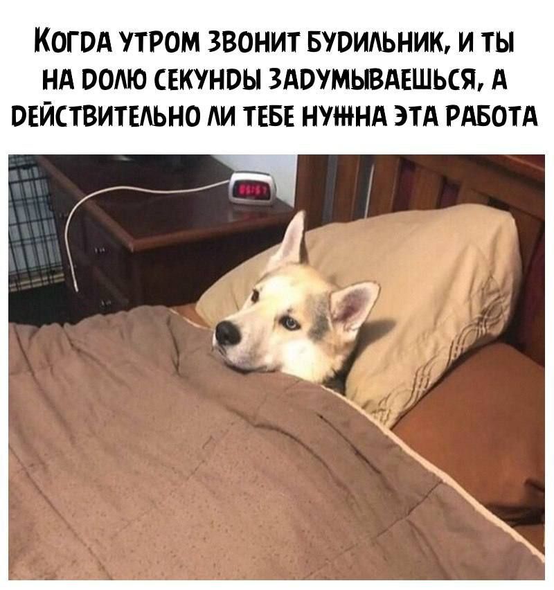 КОГОА УТРОМ ЗВОНИТ БЮИАЬНИК И ТЫ НА ООЛЮ СЕКУНЭЫ ЗАОУМЫВАЕШЬСЖ А ВЕЙСПЗИТЕАЬНО АИ ТЕБЕ НУЖНА ЭТА РАБОТА
