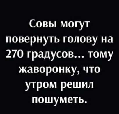 Совы могут повернуть голову на 270 градусов тому жаворонку что утром решил пошуметь