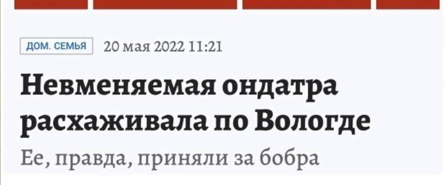 или сми 10 мдя 2021 11 21 Невменяемая ондатра расхаживала по Вологде Ее правда приняли за бобра