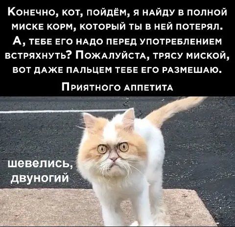 Конвчно кот пойдём я НАЙДУ в полной мискЕ корм который ты в НЕЙ потврял А ТЕБЕ ЕГО нАдо перед употрввлвнивм встряхнуть ПОЖАЛУЙСТА трясу миской вот дАЖЕ ПАПЬЦЕМ ТЕБЕ его РАЗМЕШАЮ П РИЯТНОГО АПП ЕТИТА шевепись двуногий