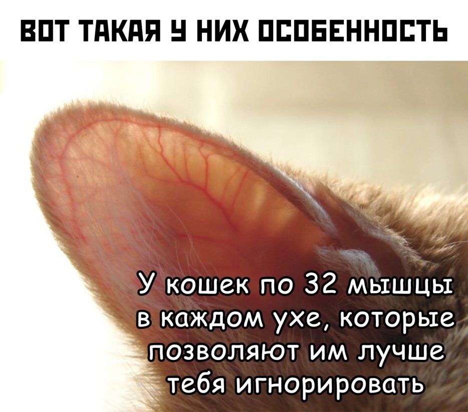ВПТ ТПКПЯ Н НИХ ПППЕЕННППТЬ Укошек по 32 мышцы ч из каждом ухе которые позволяют им лучше