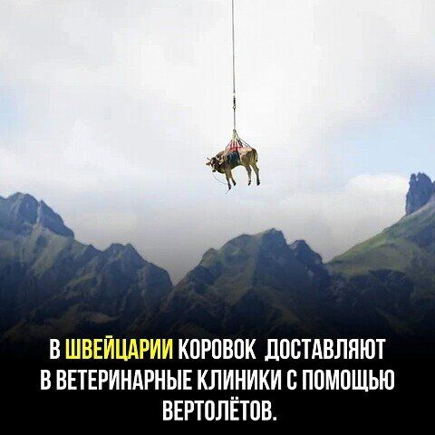 В КОРОВПК ЛОПАВЛЯЮТ В ВЕТЕРИНАРНЫЕ КЛИНИКИ С ППМПЩЬЮ ВЕРТОЛЁТПВ