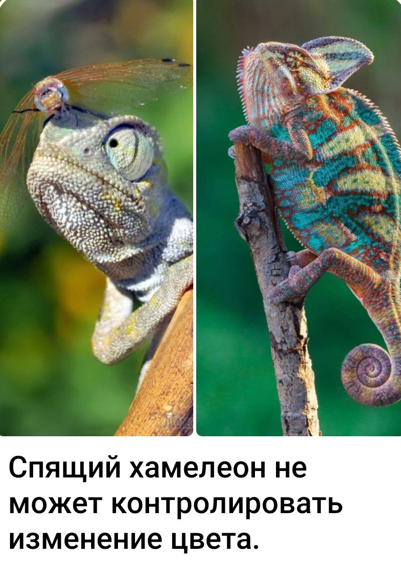Спящий хамелеон не может контролировать изменение цвета