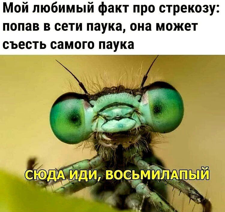 Мой любимый факт про стрекозу попав в сети паука она может съесть самого паука