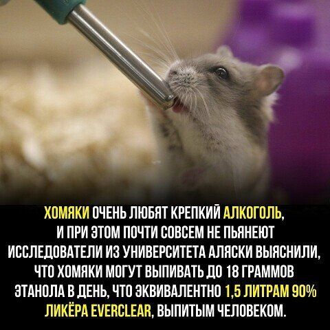 ХОМИКИ ОЧЕИЬ ЛЮБИТ КРЕПКИЙ АЛКОГОЛЬ И ПРИ ЭТОМ ПОЧТИ ООВОЕМ НЕ ПЬПНЕЮТ ИСБЛЕЛОВАТЕЛИ ИЗ УНИВЕРСИТЕТА ШЯОКИ ВЫНОНИЛИ ЧТО ХОМИКИ МОГУТ БЫПИВАТЬЛП 18 ГРАММОВ ЗТАИОПА ВдЕНЬ ПО ЗКВИВАЛЕНТИО 15 ЛИТРАМ 90 ЛИКЕРА ЕИЕИЕШШ ВЫПИРЫМ ЧЕЛОВЕКОМ