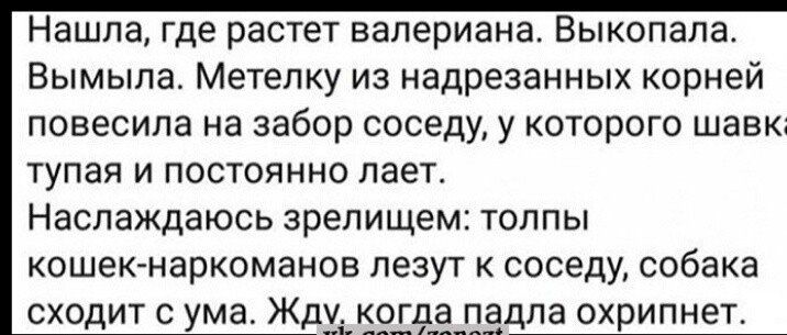 Нашла где растет валериана Выкопала Вымыпа Метепку из надрезанных корней повесила на забор соседу у которого шавк тупая И ПОСТОЯННО лает Наслаждаюсь зрелищем толпы кошекАнаркоманов лезут соседу собака сходит с ума Жду ддла охрипнет