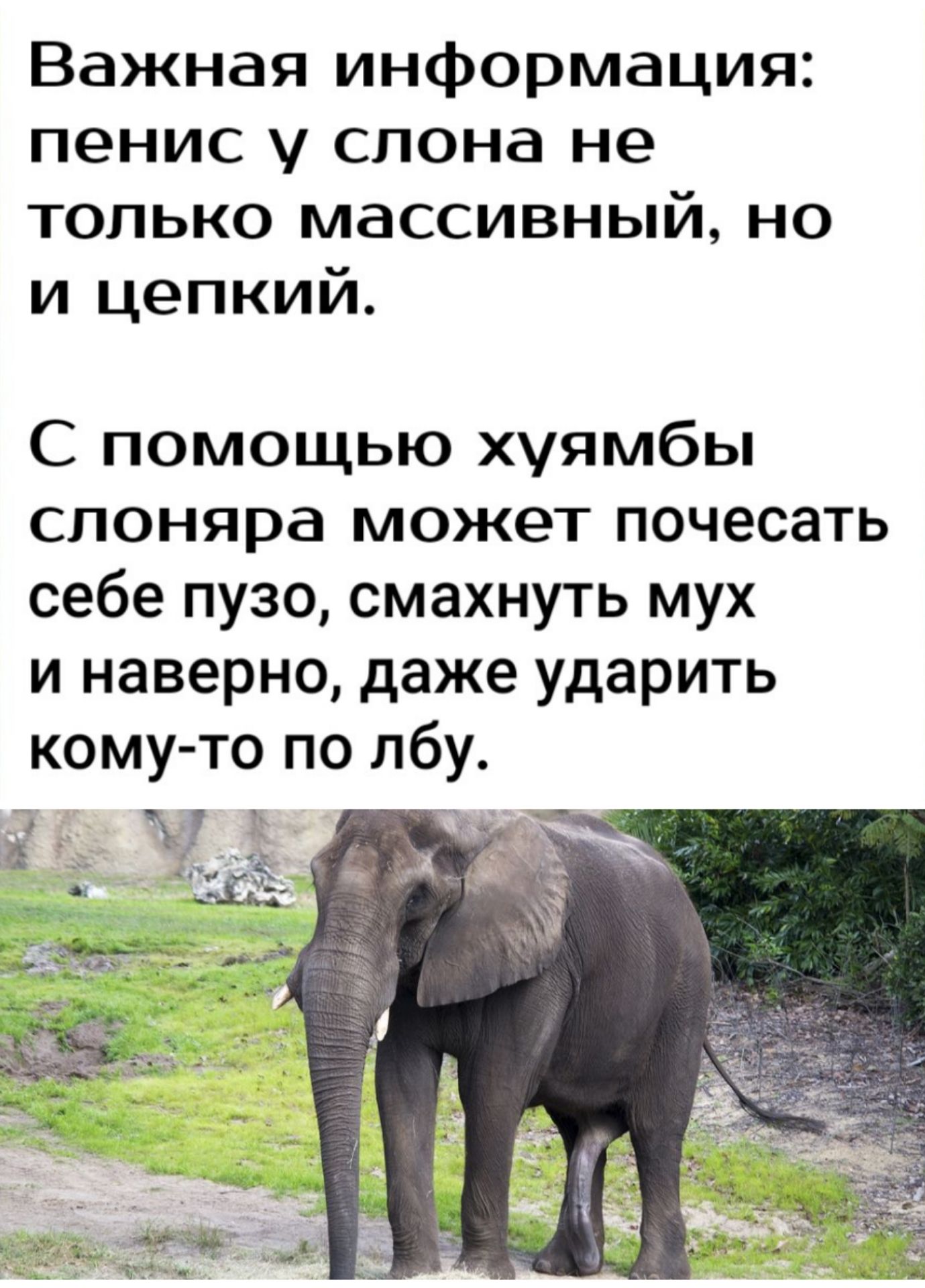 Важная информация пенис слона не только массивный но и цепкий С помощью хуямбы споняра может почесать себе пузо смахнуть мух и наверно даже ударить кому то по лбу Ч