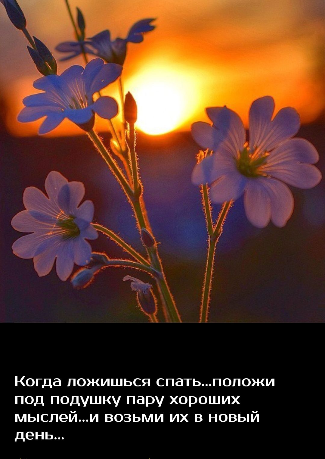 Когда ПОЖИШЬСЯ спатьпопожи под подушку пару хороших мыслейи возьми их в новый день