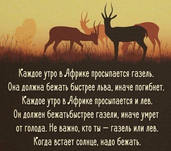 Каждое утро ьЛфрике просыпается газель Опа должна бежать быстрее льва иначе погибнет Каждое утро вдфрике просыпается и пен Он должен бежатьбистрее газели иначе умрет от голода Не важно кто ты газель или пео Когда встает солнце падо бежать