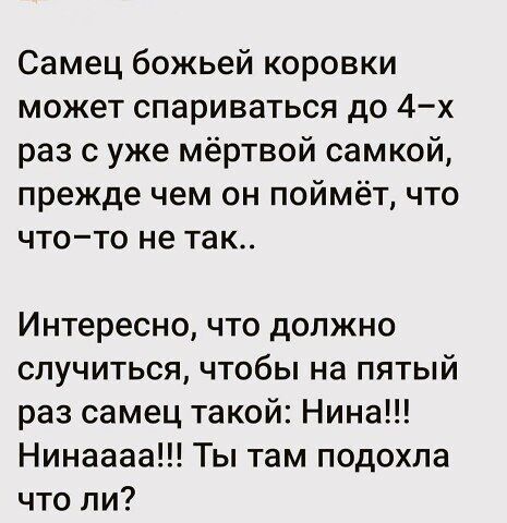 Самец божьей коровки может спариваться до 4 х раз с уже мёртвой самкой прежде чем он поймёт что чтото не так Интересно что должно случиться чтобы на пятый раз самец такой Нина Нинаааа Ты там подохла что ли