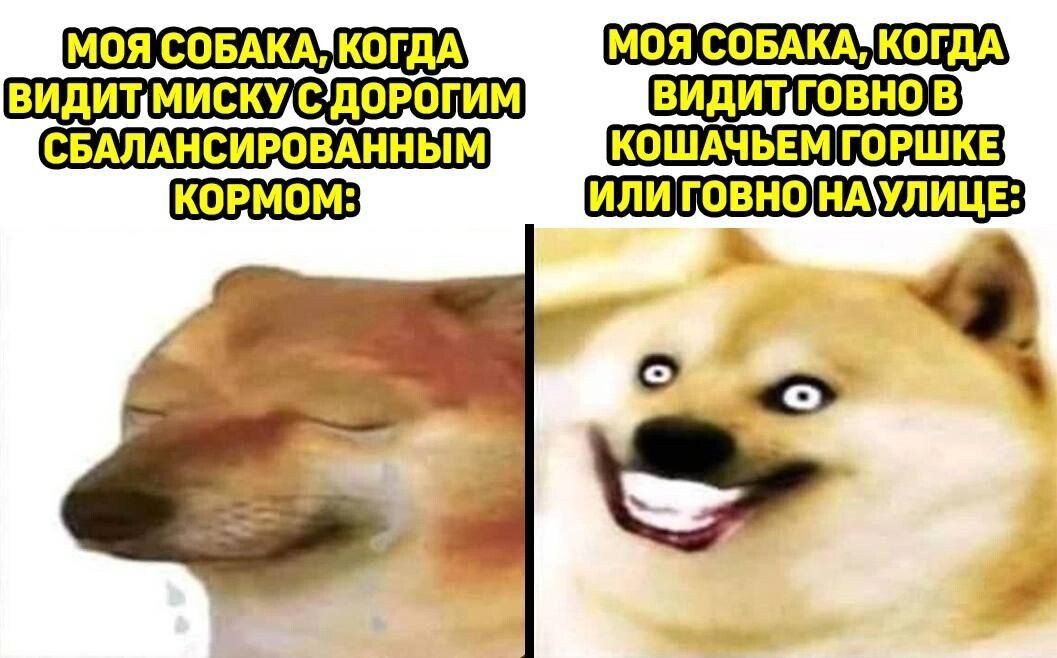 моя СОБАКА КОГДА видит миску дорогим видит говно в _в