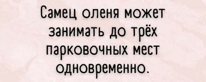 Самец оленя может занимать до трёх парковочных мест одновременно