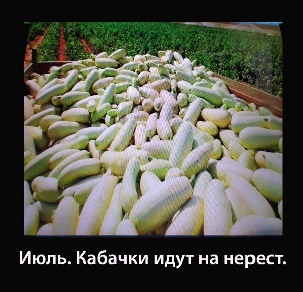 Июль Кабачки идут на нерест