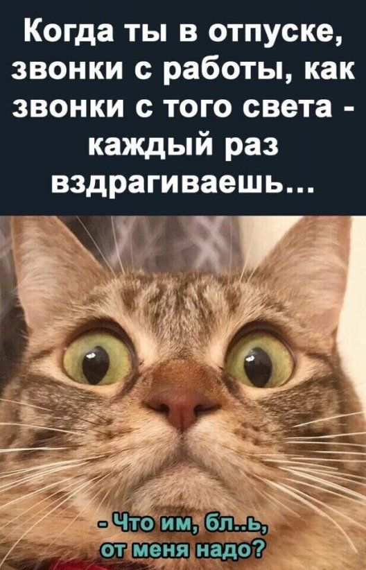 Когда ты в отпуске звонки с работы как звонки с того света каждый раз ВЗДРЗГИВЗВШЬ Ёто им блин отменя надо