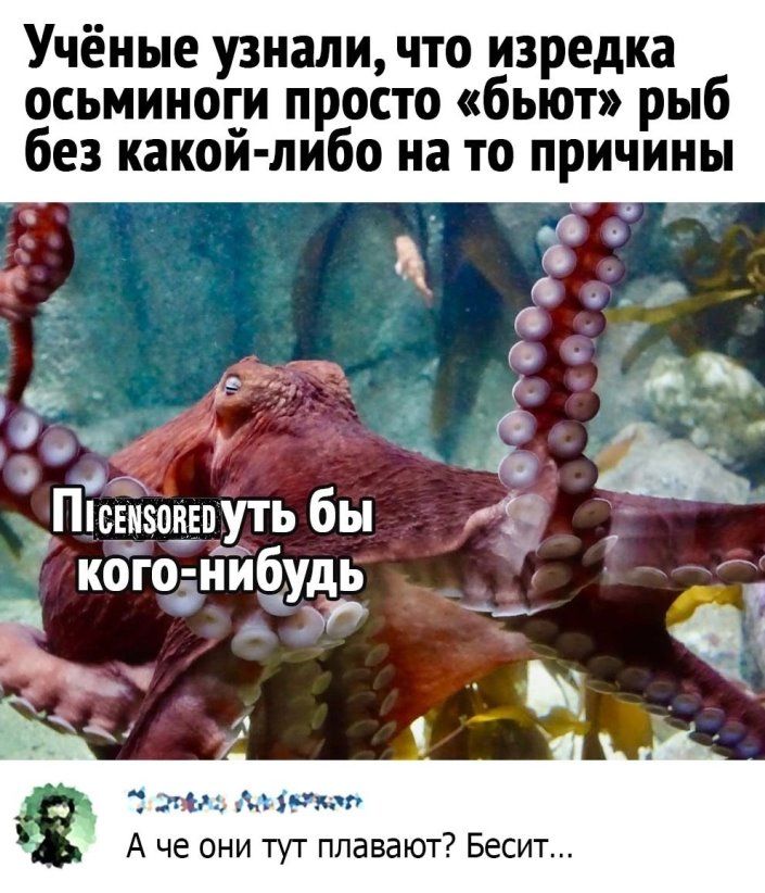 Учёные узнали что изредка осьминоги просто бьют рыб без какой либо на то причины 4 Пісвнщшутьбы А ког0Тиб ь УЕ _ д _ и то ы ртп А че они тут плавают Весит