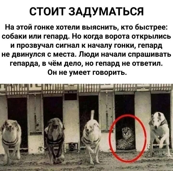 СТОИТ ЗАДУМАТЬСЯ На этой гонке хотели выяснить кто быстрее свбаки или гепард Но когда ворота открылись и прозвучал сигнал к началу гонки гепард не двинулся места Люди начали спрашивать гепарда в чём дело но гепард не ответил Он не умеет говорить