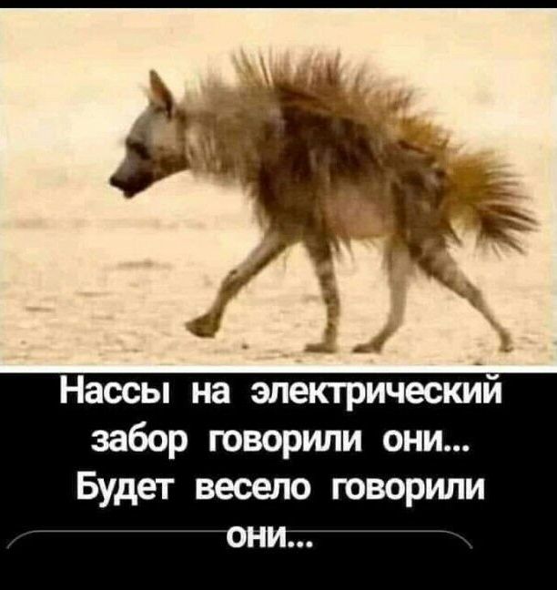Наосы на электрический забор говорили они Будет весело говорили они