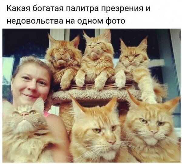 Какая богатая палитра презрения и недовольства на одном фото