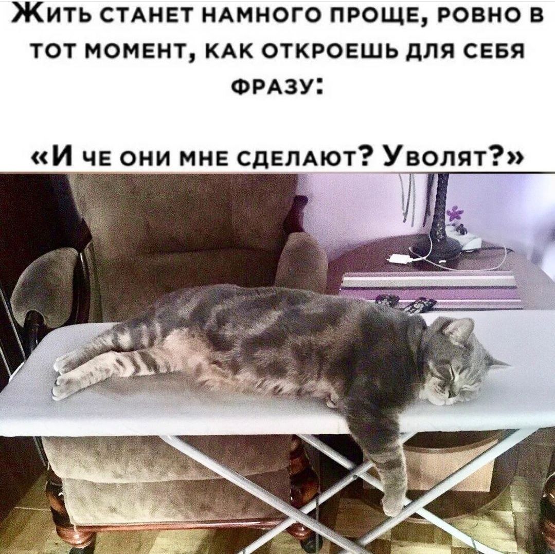 Просто ровно. Кот манго. Коты пухляши. Котик в манго. Толстый кот манго.