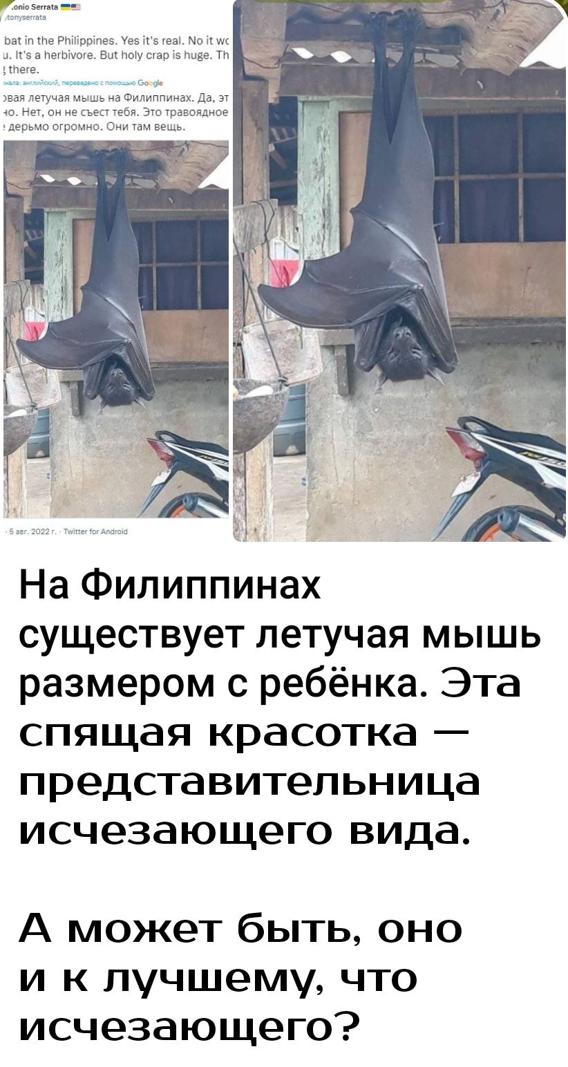 На Филиппинах существует летучая мышь размером с ребёнка Эта спящая красотка представительница исчезающего вида А может быть оно и к лучшему что исчезающего