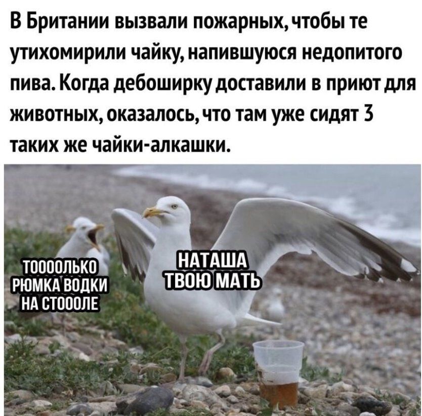 В Британии вызвали пожарных чтобы те утихомирили чайку иапившуюся иедопитого пива Когда дебоширку доставили в приют для животных оказалось что там уже сидят 3 таких же чайки алкаши Ё __ ТЕЮСЮПЬКП НАТАША ршмкдвпдки ТВПЮМАТЬ _ ндстваплк