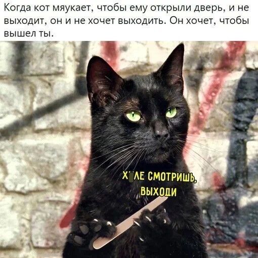 Когда кот мяукает чгобы ему открыли дверь и не выход он и не хоче выходить Он хочек чтобы вышел ты _1