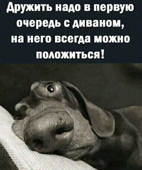 дружить надо в первую очередь диваном на него всегда можно положиться