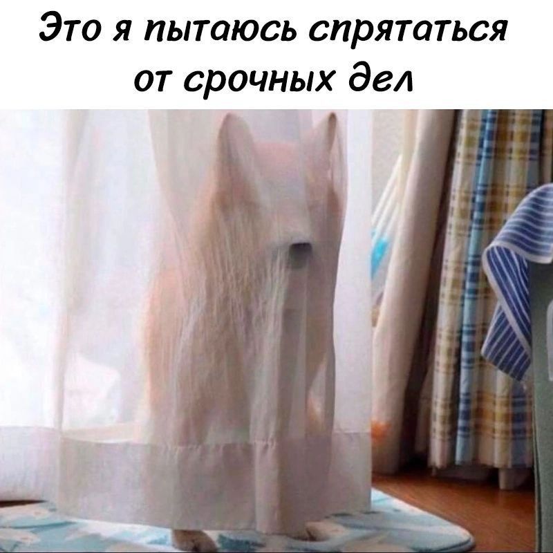 Это я пытаюсь спрятаться от срочных дел