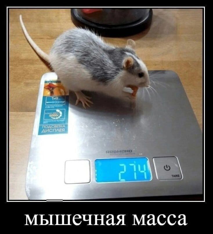 МЫШСЧНЗЯ масса