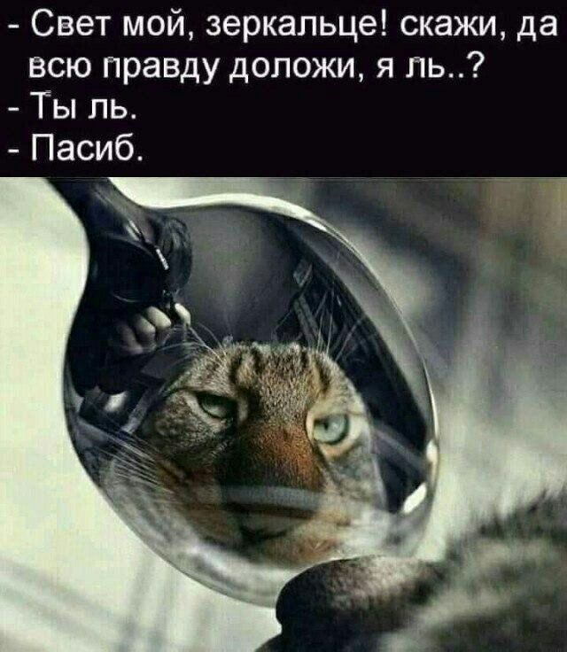 Свет мой зеркальце скажи да всю правду допожи я пь Ты пь Пасиб