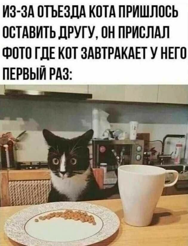 ИЗ ЗА ОТЪЕЗДА КОТА ПРИШЛПВЬ ОСТАВИТЬ дРУГУ ПН ПРИВЛАЛ ФОТО ГДЕ КПТ ЗАВТРАКАЕТ У НЕГО ПЕРВЫЙ РАЗ
