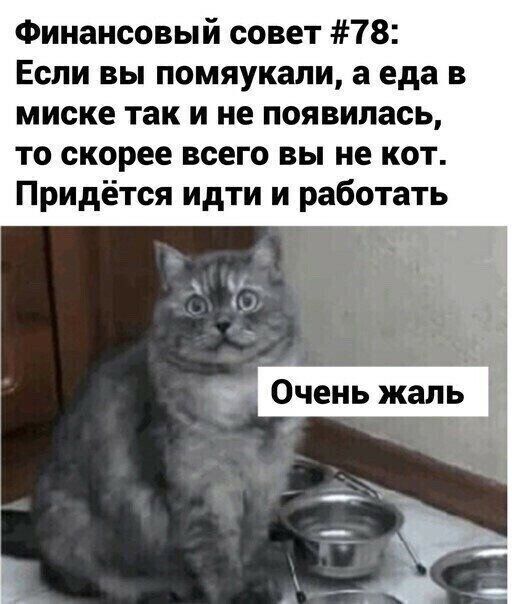 Финансовый совет 78 Если вы помяукали а еда в миске так и не появилась то скорее всего вы не кот Придётся идти и работать