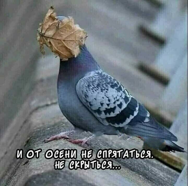 ииепрт тьея шить тьаяёчё