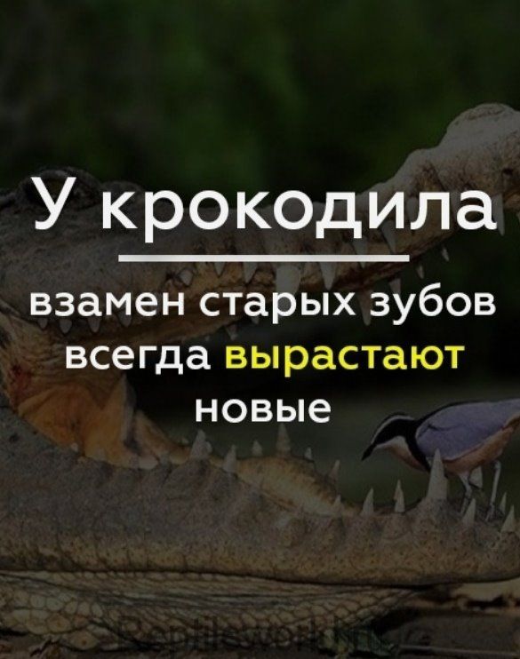 У крокодила взамен старых Зубов всегда вырастают новые