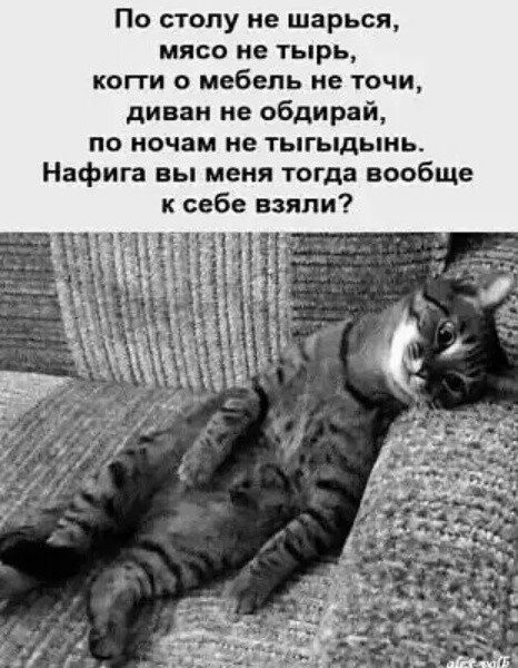 По стопу не шарься мясо не тырь когти о мебель не точи диван не обдирай по ночам не тыгыдынь Нафига вы меня тогда вообще к себе взяли